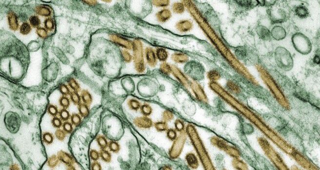 Virus de la gripe H5N1. Fuente Cynthia Goldsmith